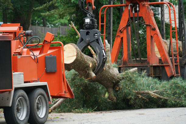 Best Tree Cutting Near Me  in Camp Barrett, VA